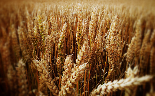Все идет по плану: цены на пшеницу на пятимесячном максимуме, прогноз «СовЭкон» реализуется