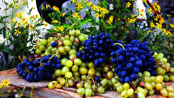 Рынок винограда и вина в России: какой он сегодня и как изменится завтра