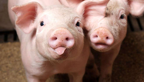 «Хочу добавки» — современная стратегия кормления свиней