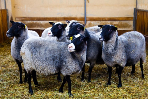 Востребованные породы овец